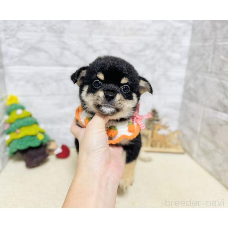 販売中の岐阜県のミックス犬-430228の4枚目