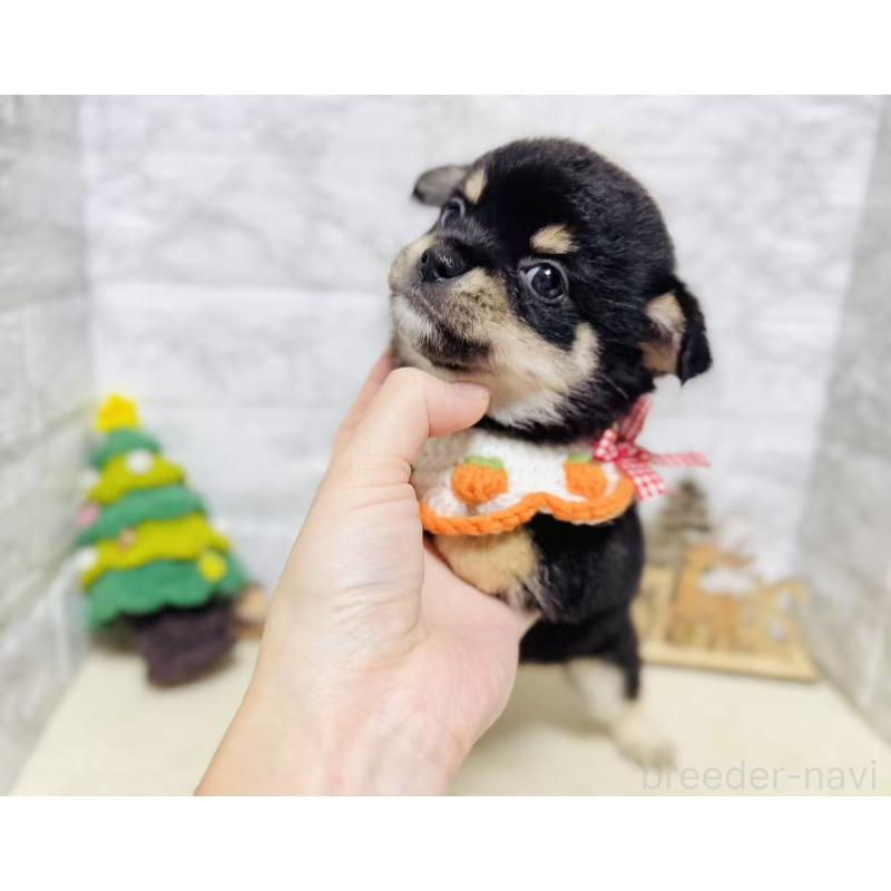 販売中の岐阜県のミックス犬-430228の2枚目