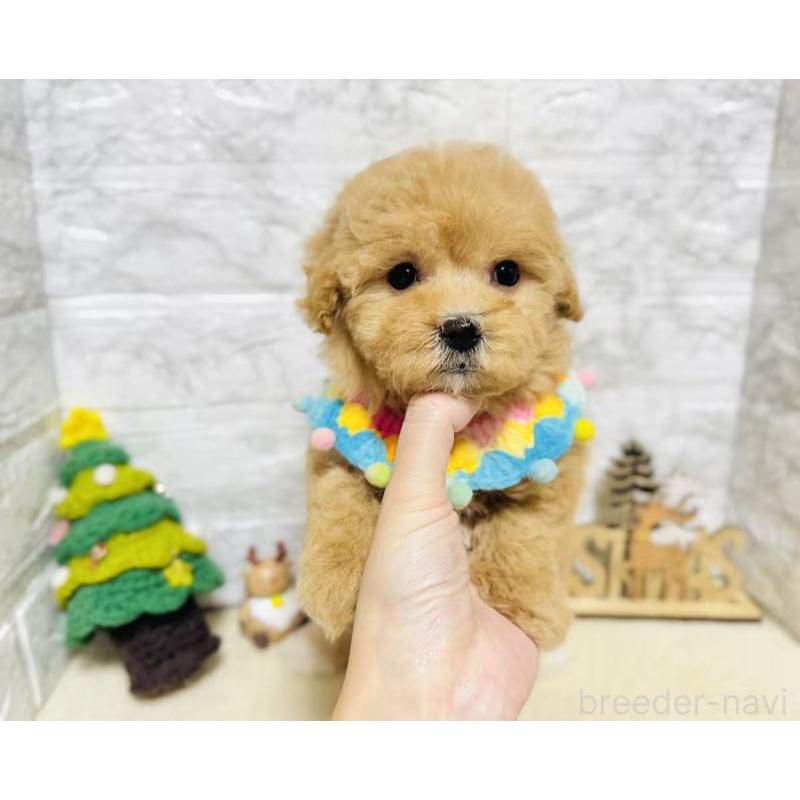 販売中の岐阜県のマルプー:マルチーズ×トイプードル-424491の8枚目