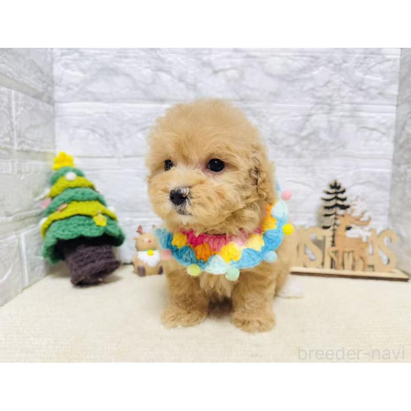 販売中の岐阜県のマルプー:マルチーズ×トイプードル-424491の7枚目