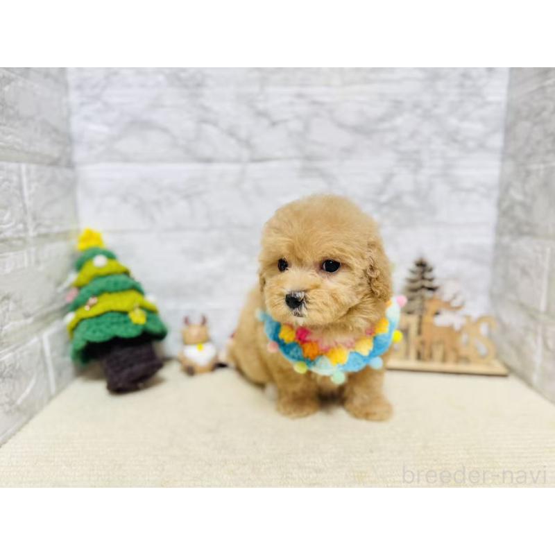 販売中の岐阜県のマルプー:マルチーズ×トイプードル-424491の6枚目