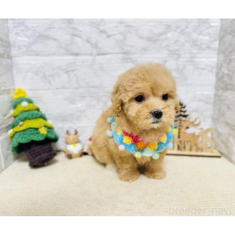 販売中の岐阜県のマルプー:マルチーズ×トイプードル-424491の5枚目