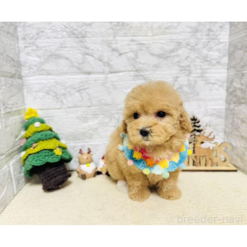 販売中の岐阜県のマルプー:マルチーズ×トイプードル-424491の4枚目