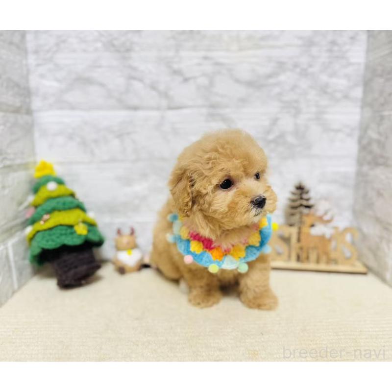 販売中の岐阜県のマルプー:マルチーズ×トイプードル-424491の3枚目