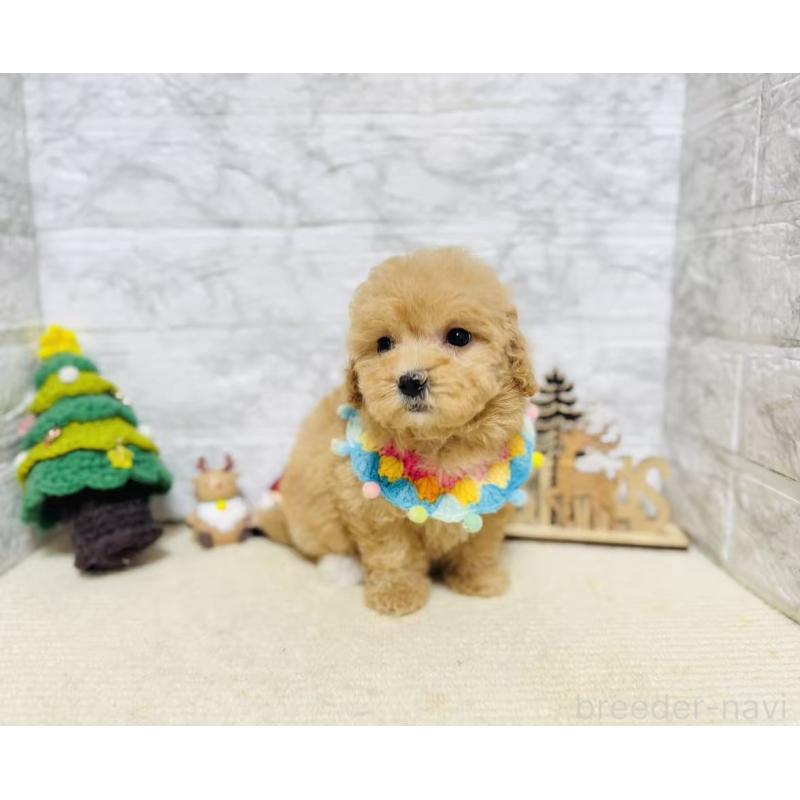 販売中の岐阜県のマルプー:マルチーズ×トイプードル-424491の2枚目