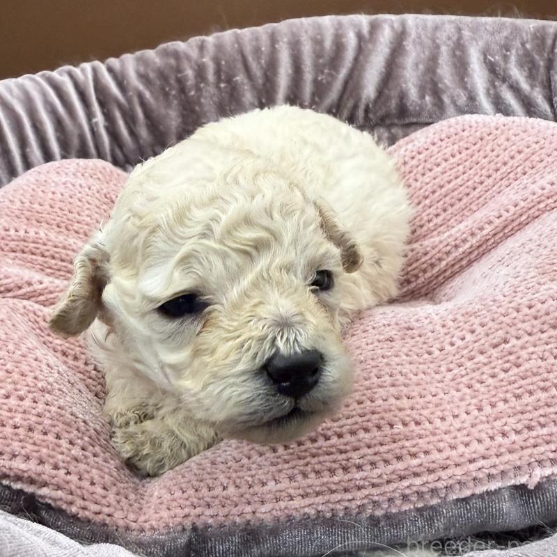 販売中の長野県のトイプードル-430229