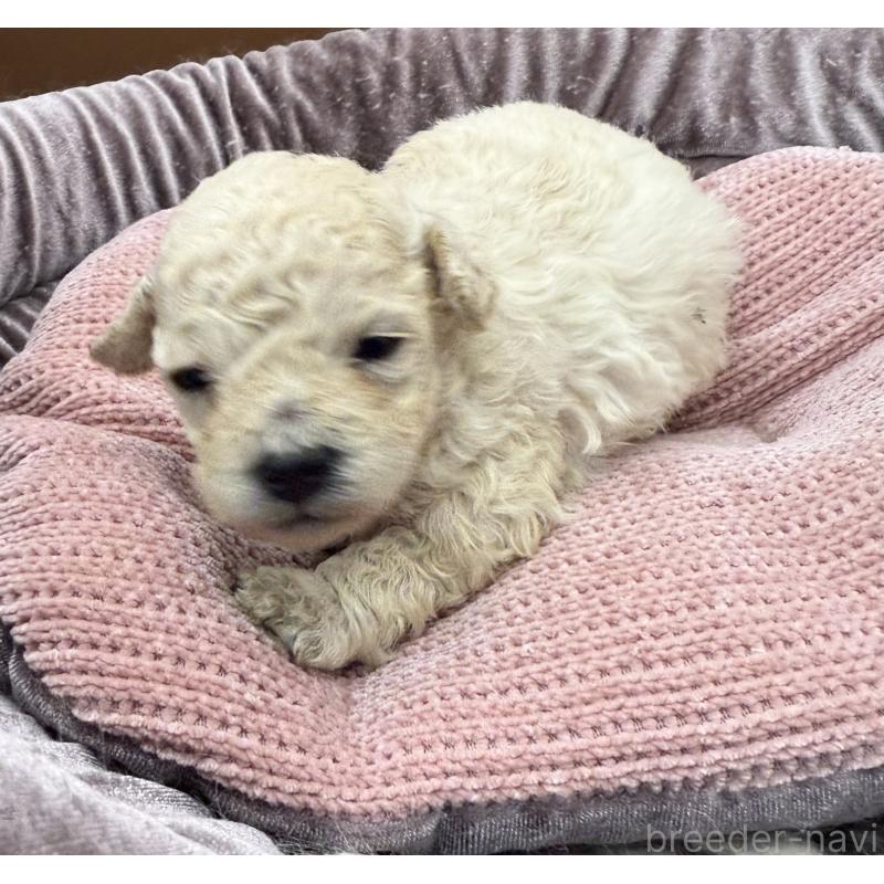 販売中の長野県のトイプードル-430229の4枚目