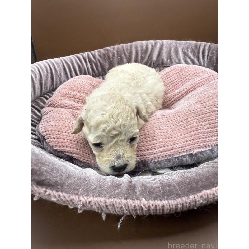 販売中の長野県のトイプードル-430229の3枚目