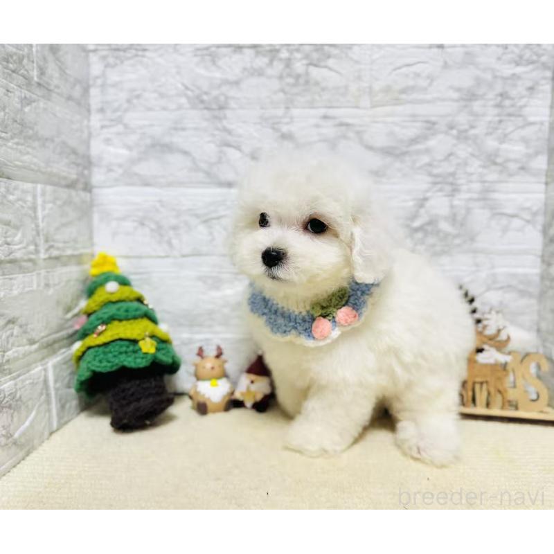 販売中の岐阜県のマルプー:マルチーズ×トイプードル-424482の8枚目