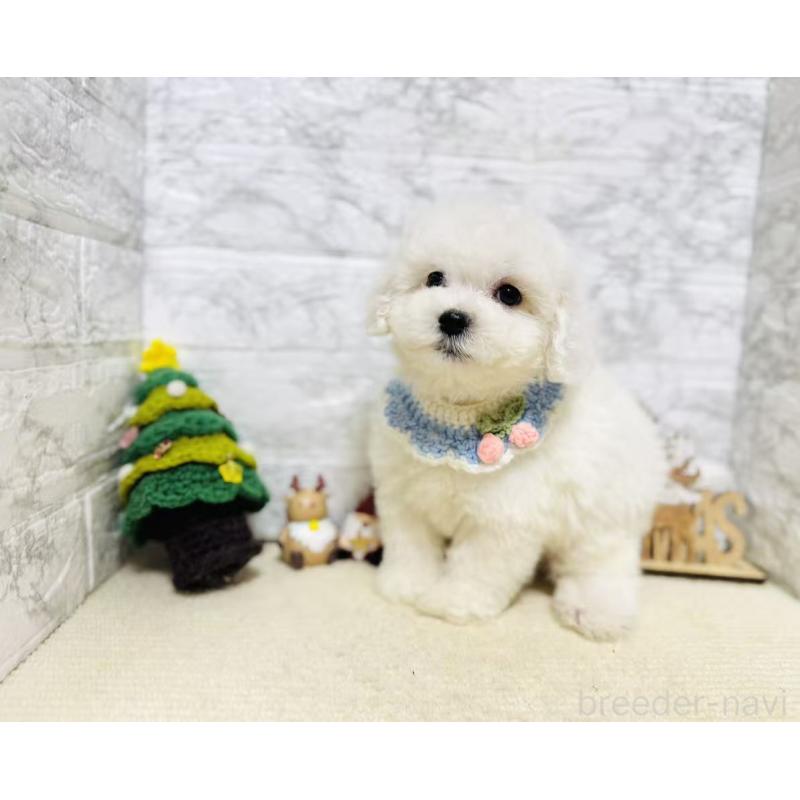 販売中の岐阜県のマルプー:マルチーズ×トイプードル-424482の6枚目