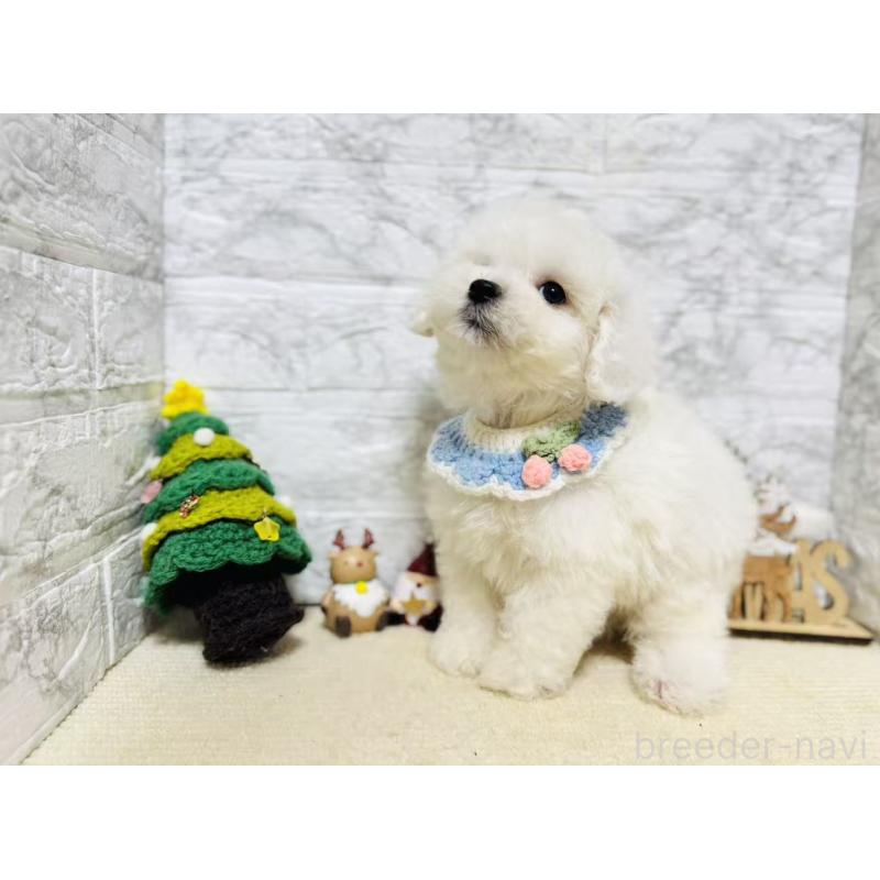 販売中の岐阜県のマルプー:マルチーズ×トイプードル-424482の7枚目