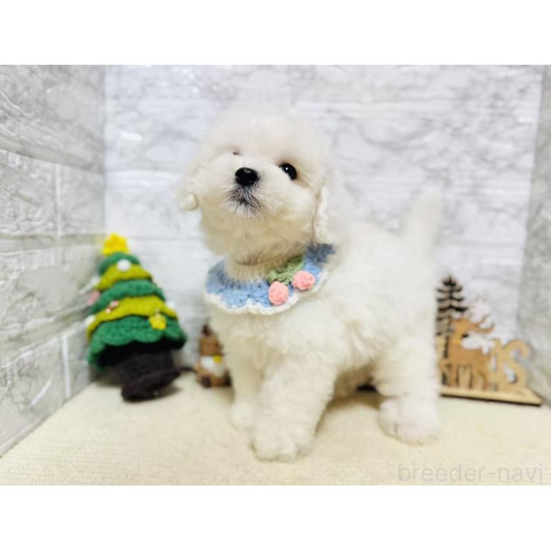 販売中の岐阜県のマルプー:マルチーズ×トイプードル-424482の5枚目