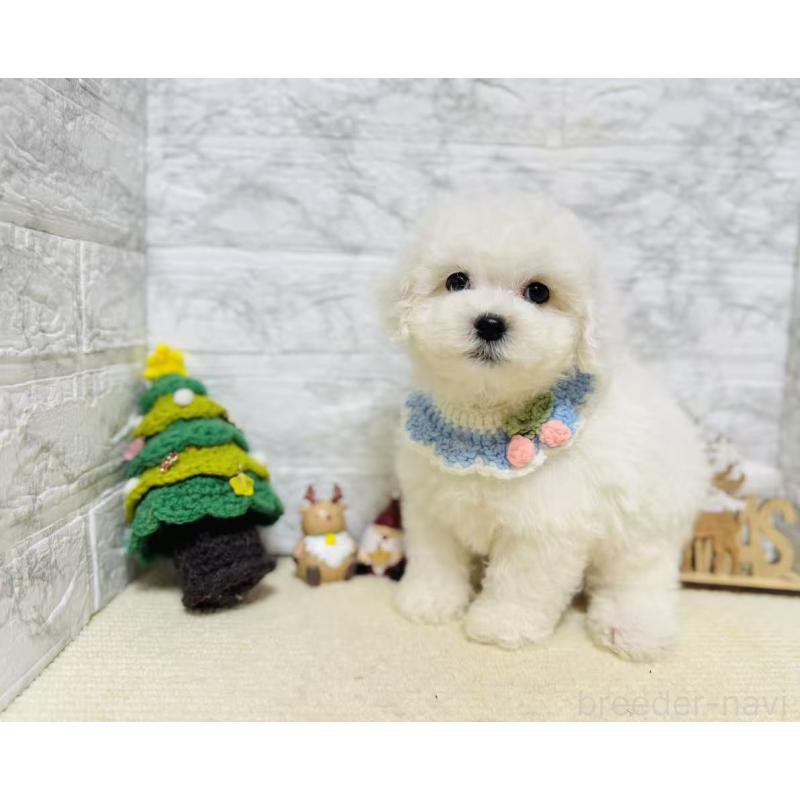 販売中の岐阜県のマルプー:マルチーズ×トイプードル-424482の4枚目