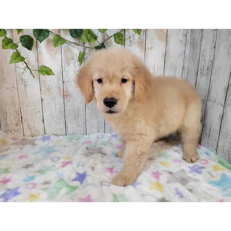 販売中の三重県のゴールデンレトリーバー-430230の5枚目