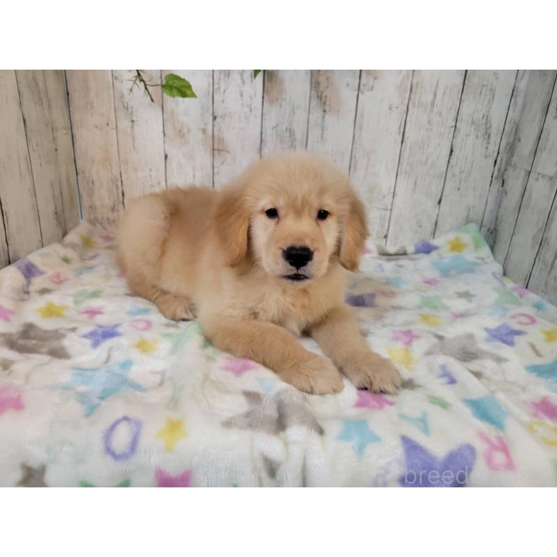 販売中の三重県のゴールデンレトリーバー-430230の4枚目