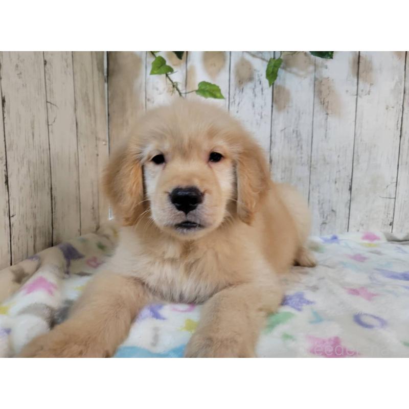 販売中の三重県のゴールデンレトリーバー-430230の3枚目