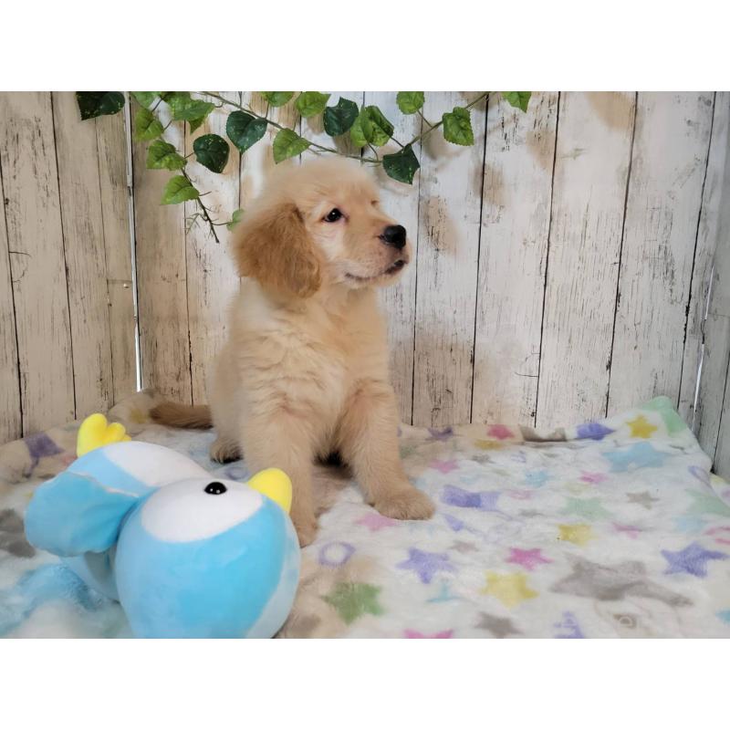 販売中の三重県のゴールデンレトリーバー-430230の2枚目