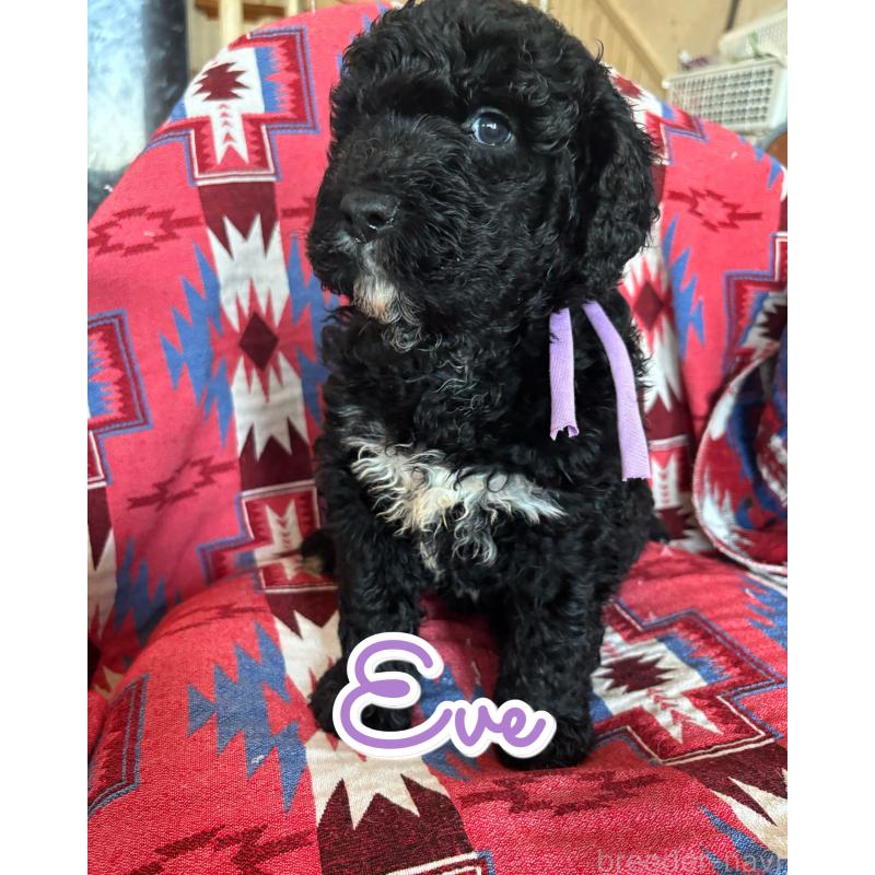 販売中の茨城県のバーニードゥードル:バーニーズ×スタンダードプードル-430231