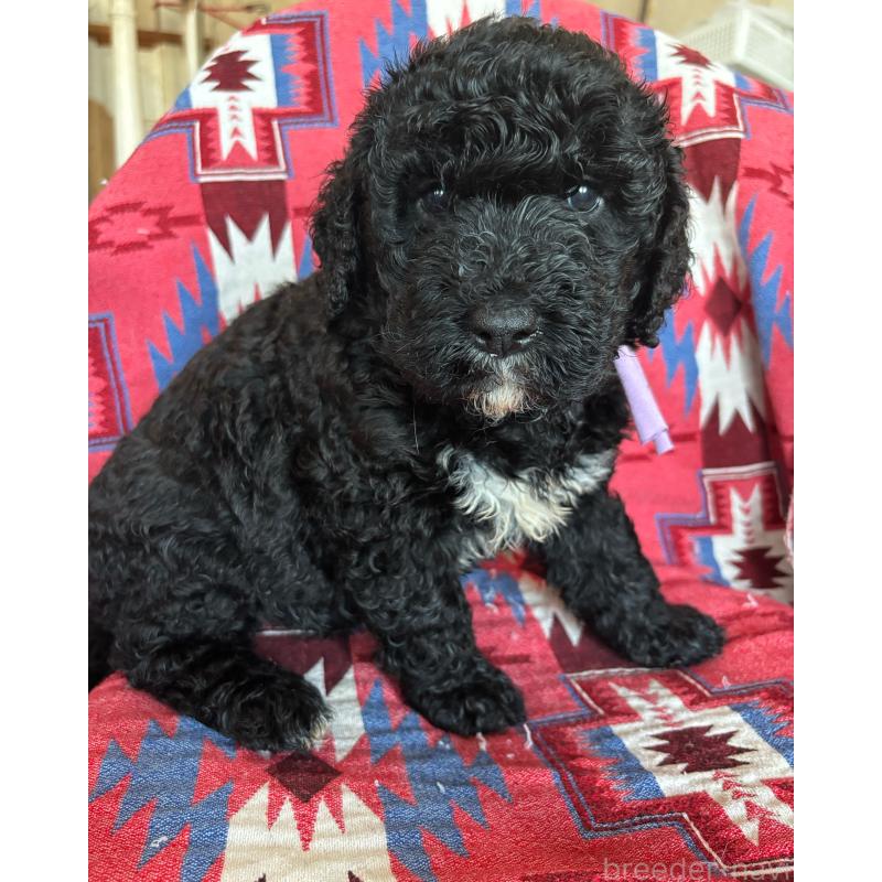 販売中の茨城県のバーニードゥードル:バーニーズ×スタンダードプードル-430231の3枚目