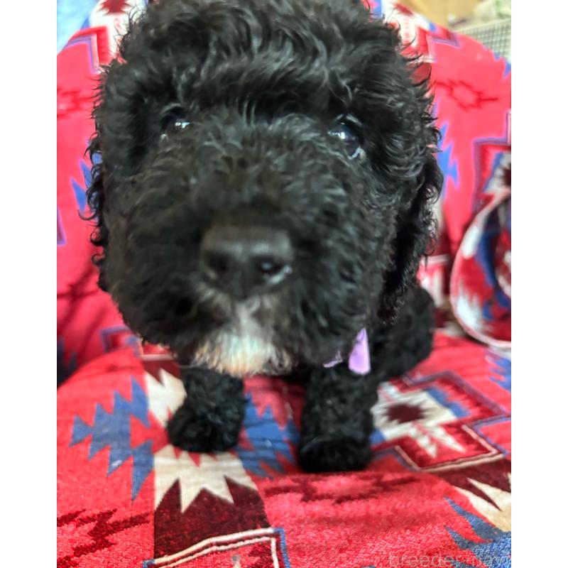 販売中の茨城県のバーニードゥードル:バーニーズ×スタンダードプードル-430231の2枚目