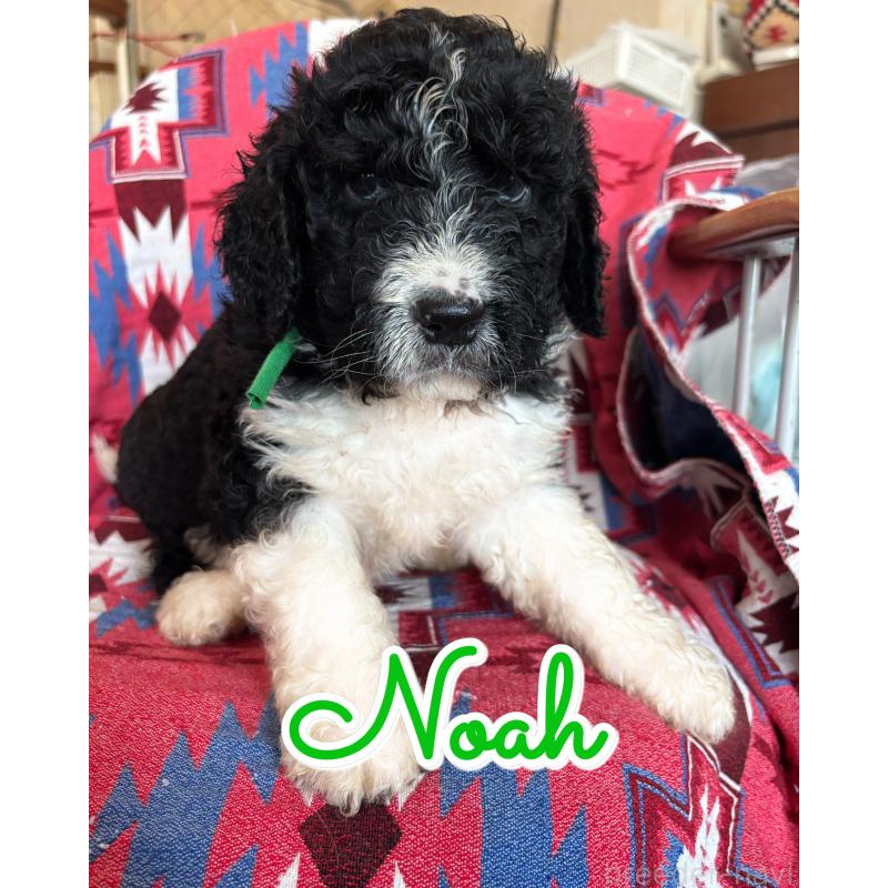 販売中の茨城県のバーニードゥードル:バーニーズ×スタンダードプードル-430232の1枚目