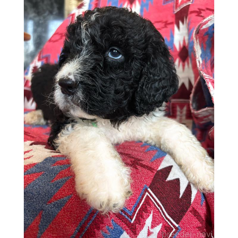 販売中の茨城県のバーニードゥードル:バーニーズ×スタンダードプードル-430232の3枚目