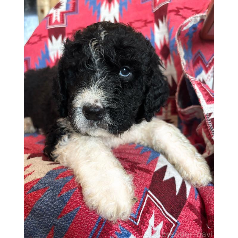 販売中の茨城県のバーニードゥードル:バーニーズ×スタンダードプードル-430232の2枚目