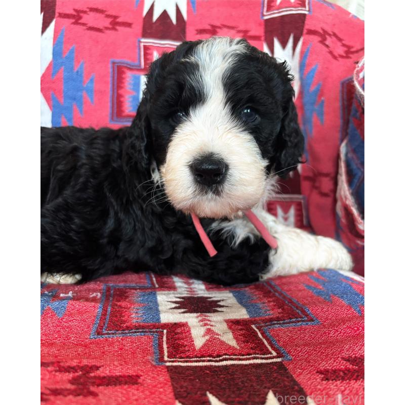 販売中の茨城県のバーニードゥードル:バーニーズ×スタンダードプードル-430234の3枚目