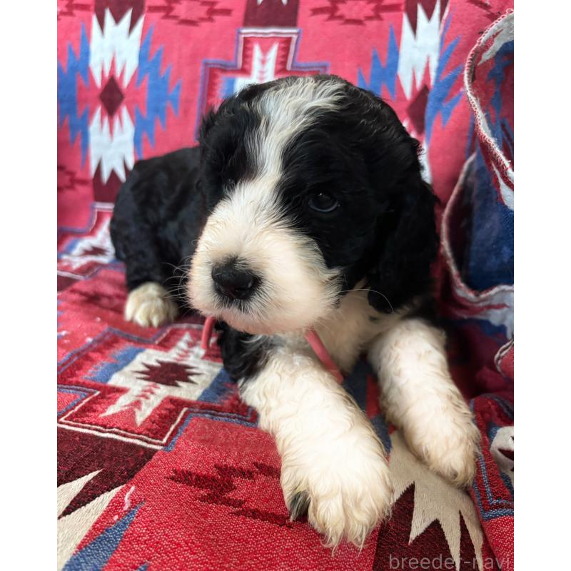 販売中の茨城県のバーニードゥードル:バーニーズ×スタンダードプードル-430234の2枚目