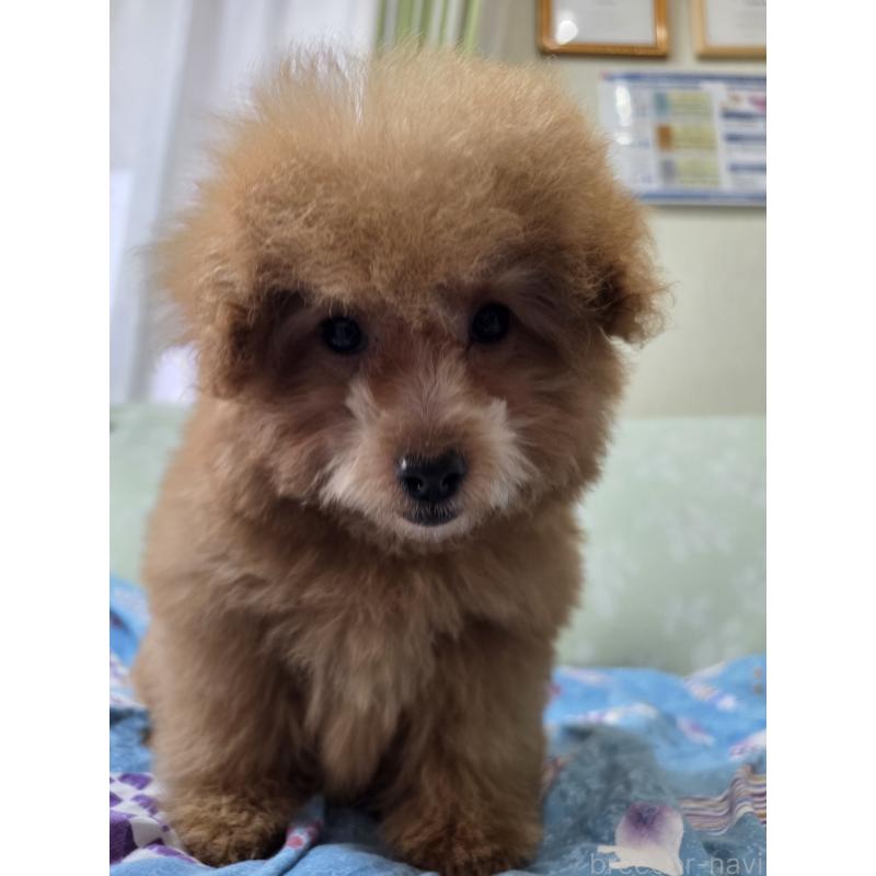 販売中の埼玉県のタイニープードル-430236の13枚目