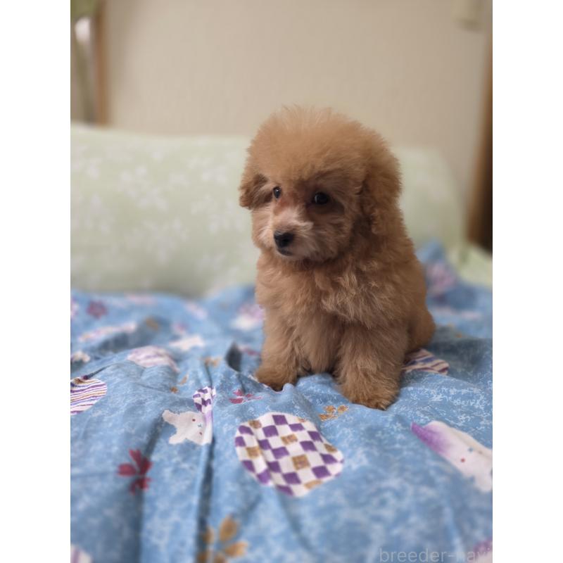 販売中の埼玉県のタイニープードル-430236の12枚目