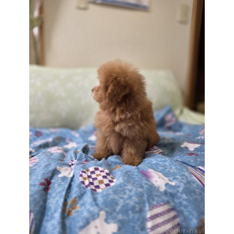 販売中の埼玉県のタイニープードル-430236の11枚目