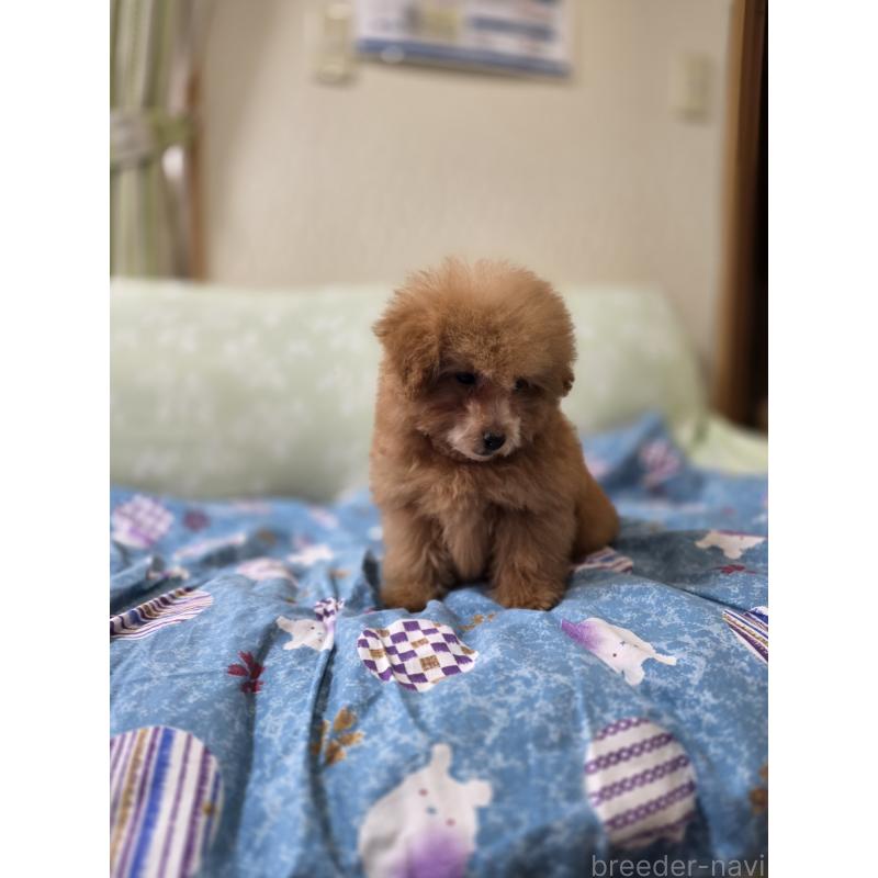 販売中の埼玉県のタイニープードル-430236の10枚目