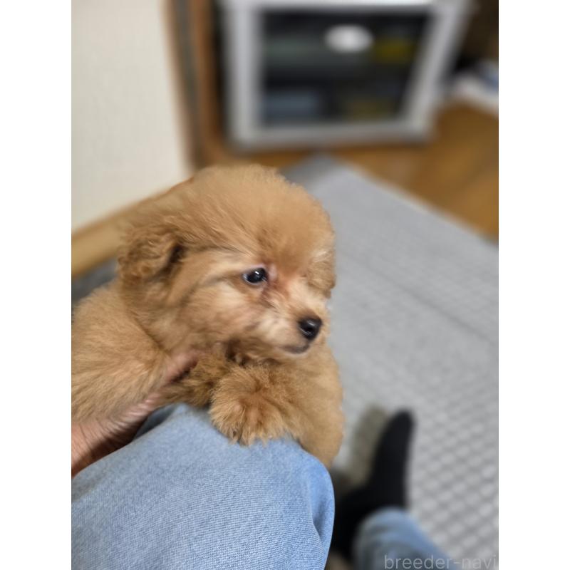 販売中の埼玉県のタイニープードル-430236の9枚目