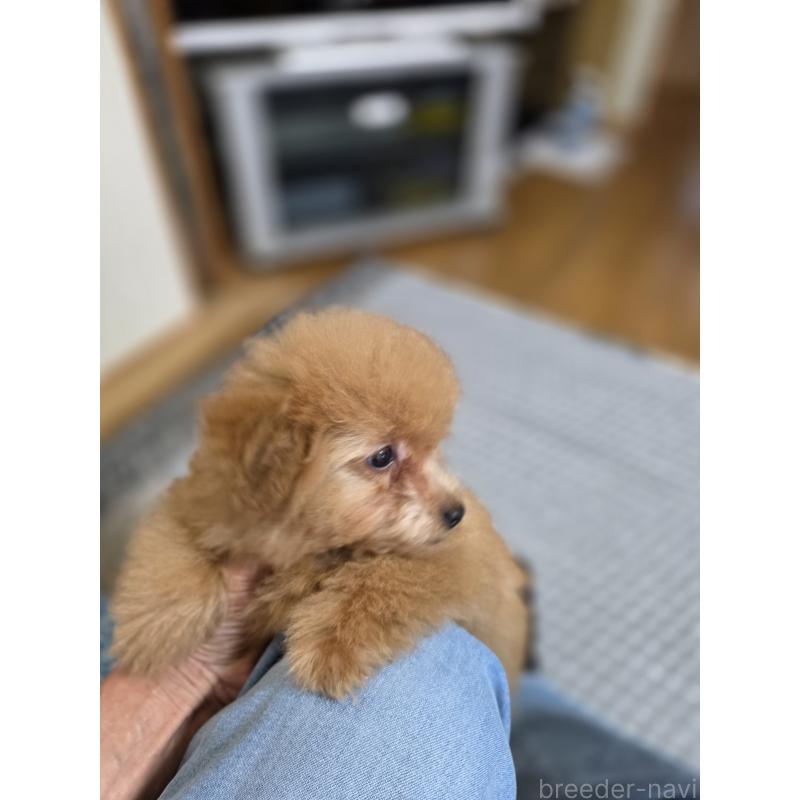 販売中の埼玉県のタイニープードル-430236の8枚目