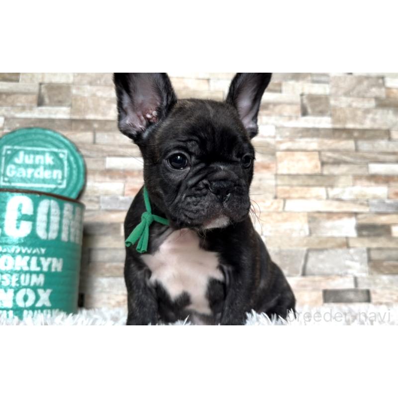 成約済の徳島県のフレンチブルドッグ-425880の6枚目