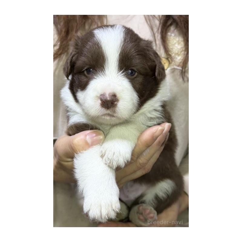 販売中の岩手県のボーダーコリー-427720