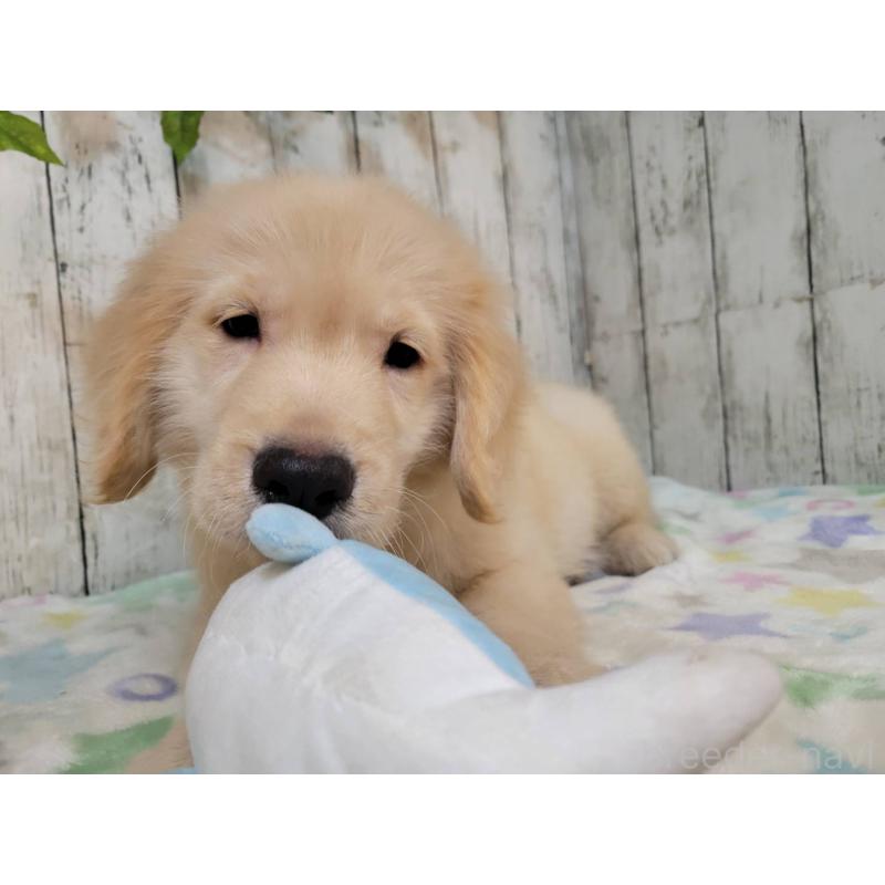 販売中の三重県のゴールデンレトリーバー-430235の4枚目