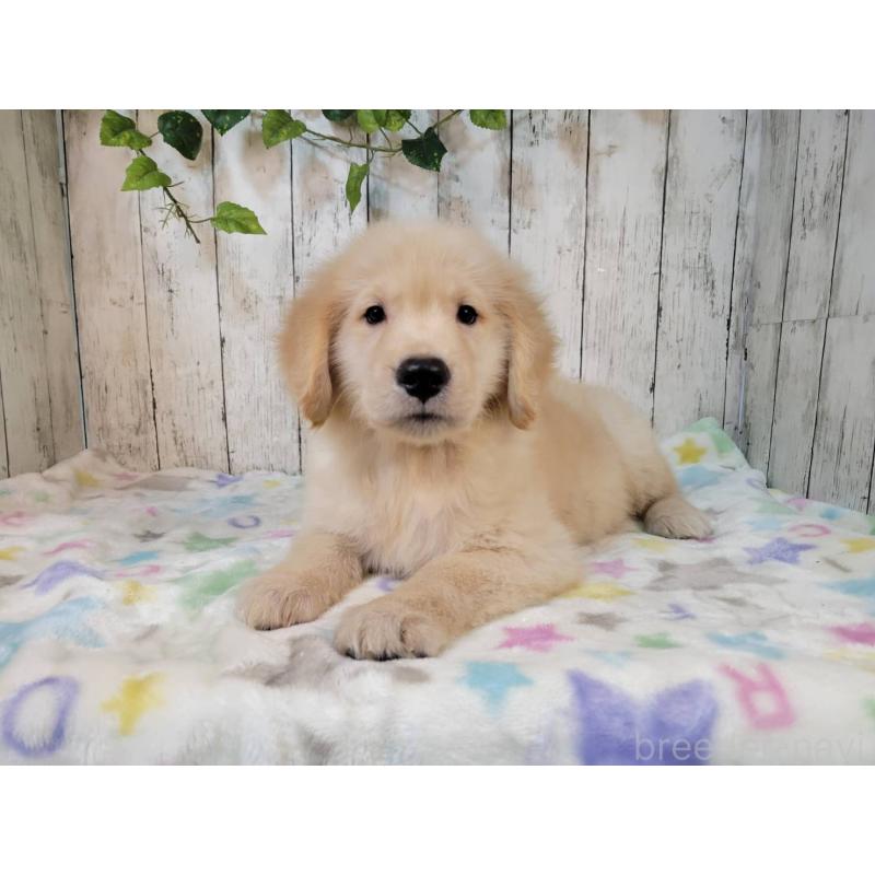 販売中の三重県のゴールデンレトリーバー-430235の3枚目