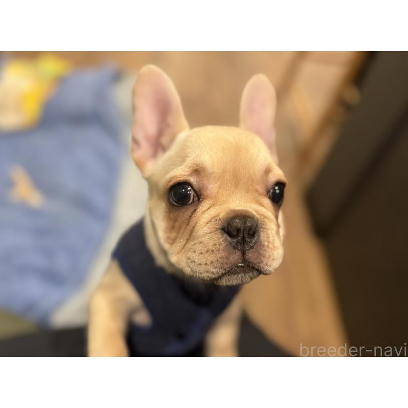 成約済の徳島県のフレンチブルドッグ-419487の2枚目