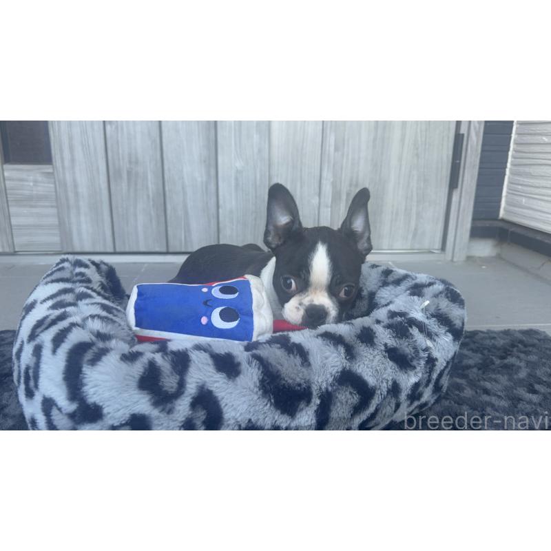 販売中ののボストンテリア-416879