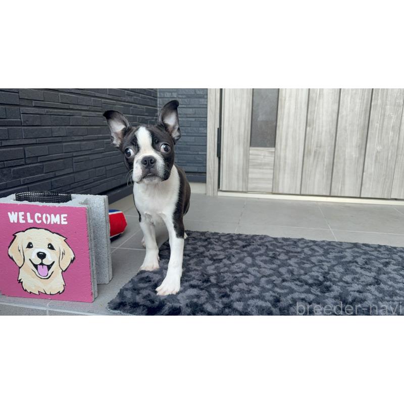 販売中の静岡県のボストンテリア-416879の4枚目