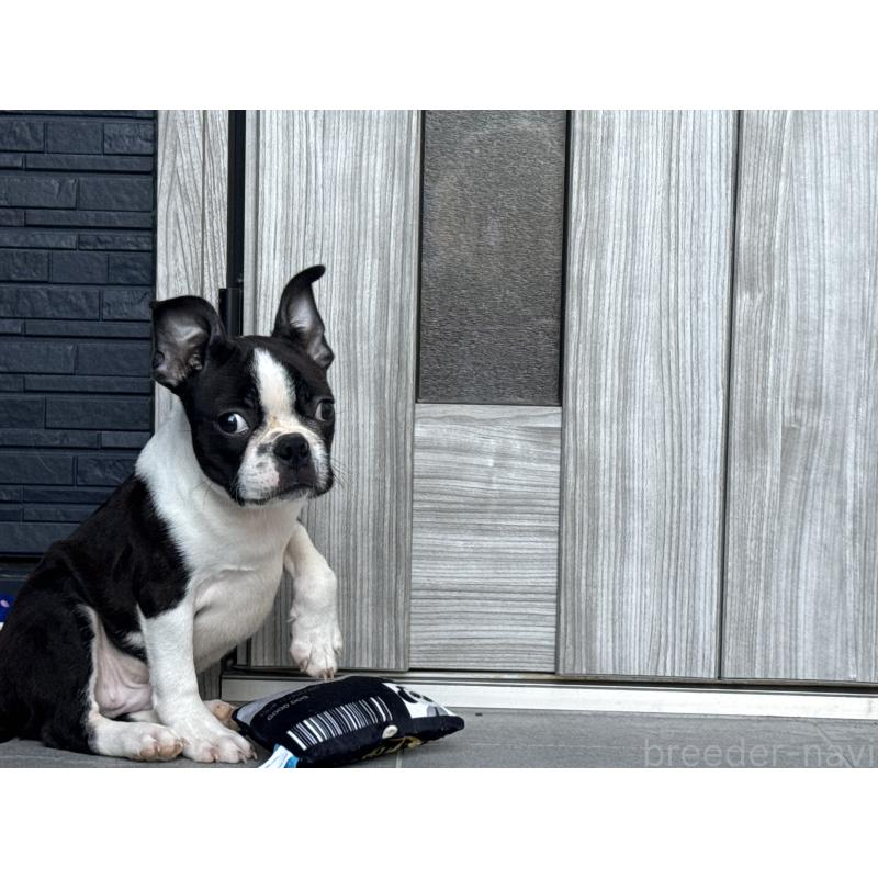 販売中の静岡県のボストンテリア-416879の3枚目