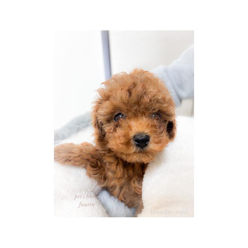 販売中の岡山県のタイニープードル-430245の2枚目
