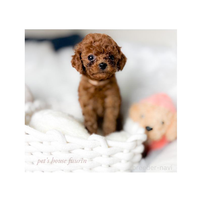 販売中の岡山県のタイニープードル-430246の2枚目
