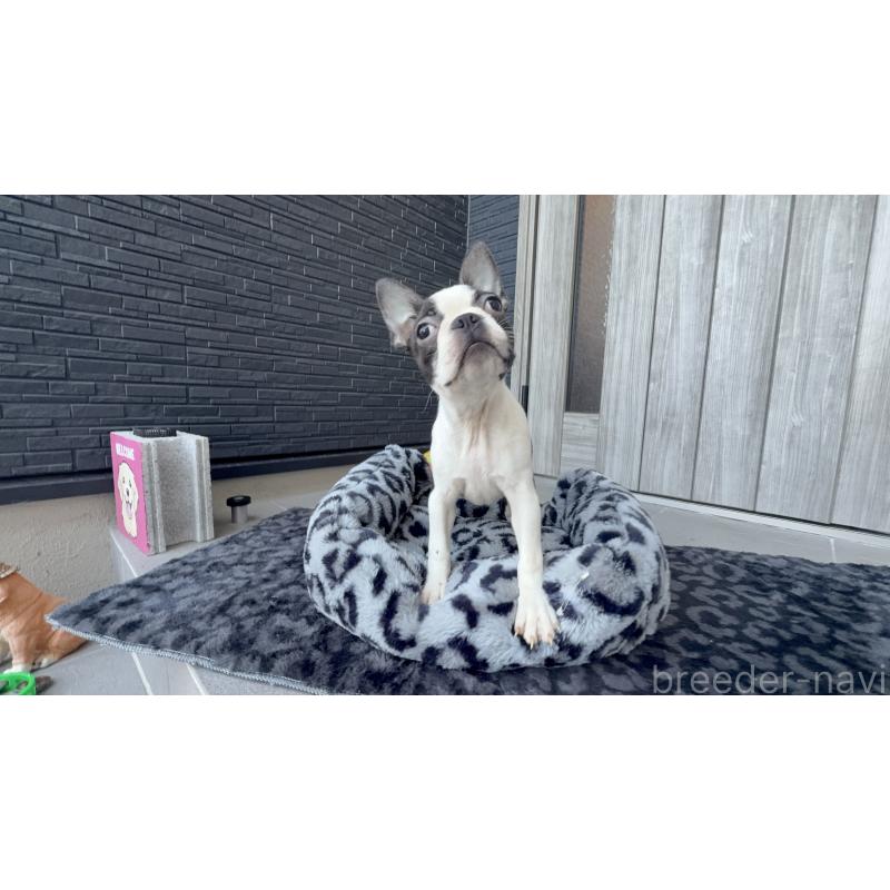 販売中の静岡県のボストンテリア-419540の4枚目