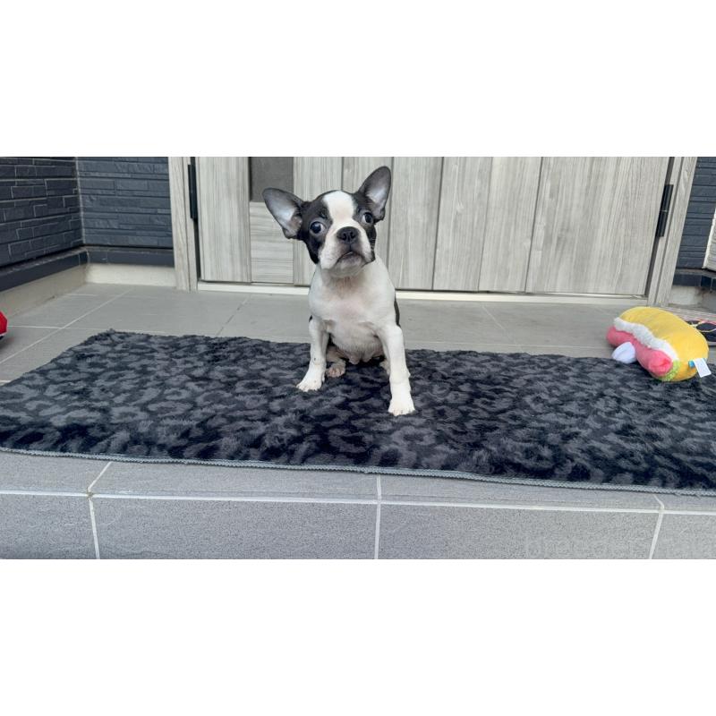 販売中の静岡県のボストンテリア-419540の3枚目