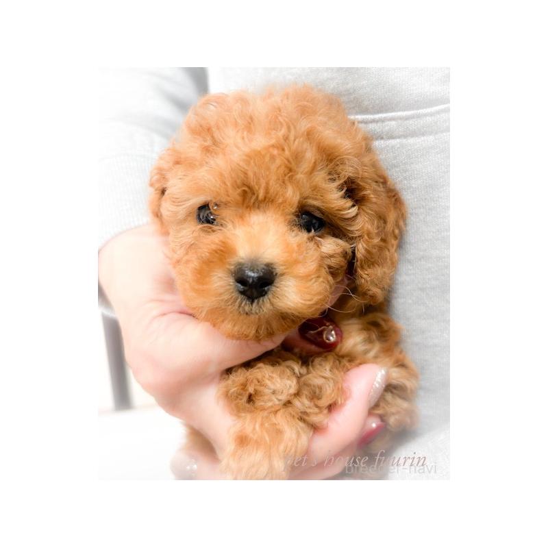 販売中の岡山県のタイニープードル-430247の2枚目