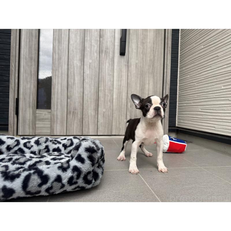 販売中の静岡県のボストンテリア-419540の2枚目