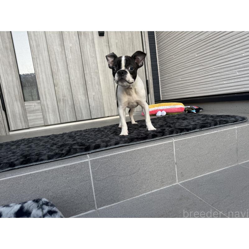 販売中の静岡県のボストンテリア-416877の4枚目